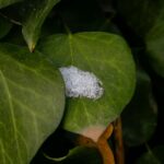 Pexels tugba 35531505